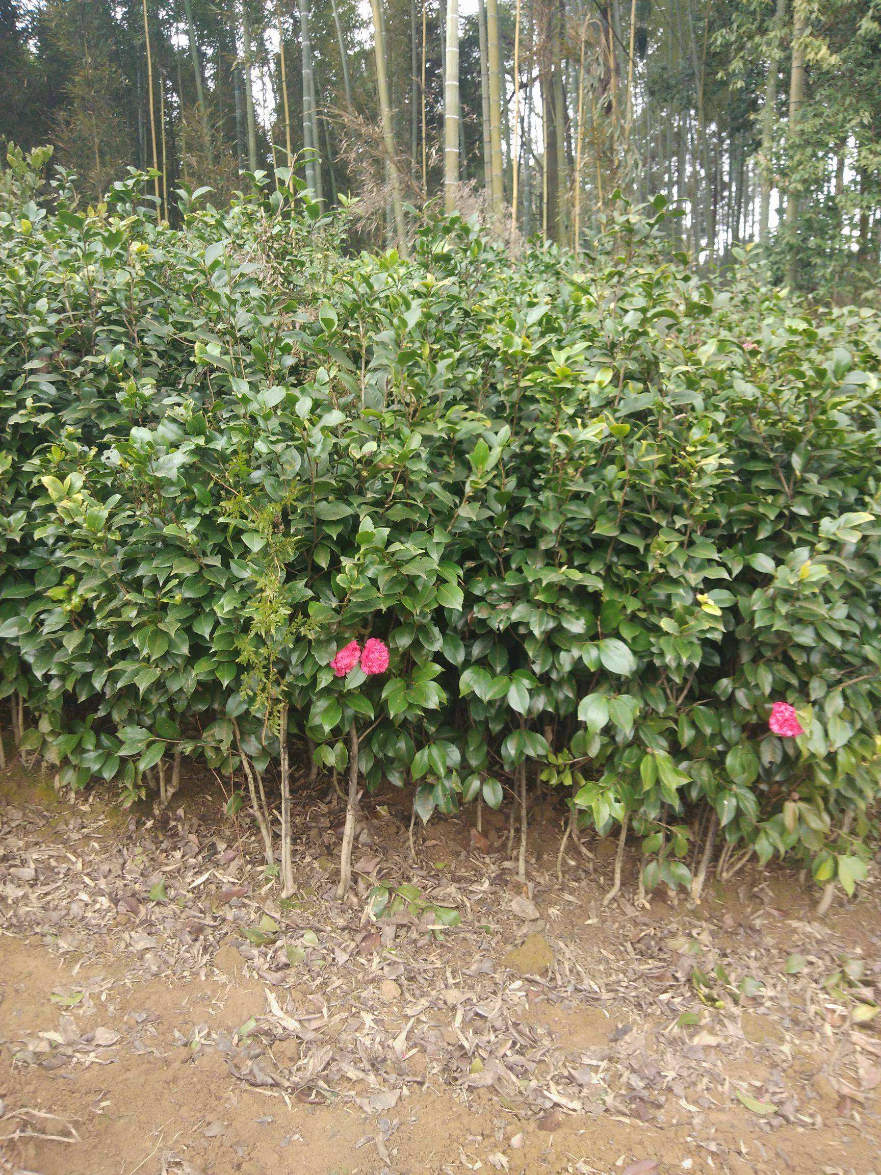 大型茶花基地广西山茶花苗价格绿化苗木灌木