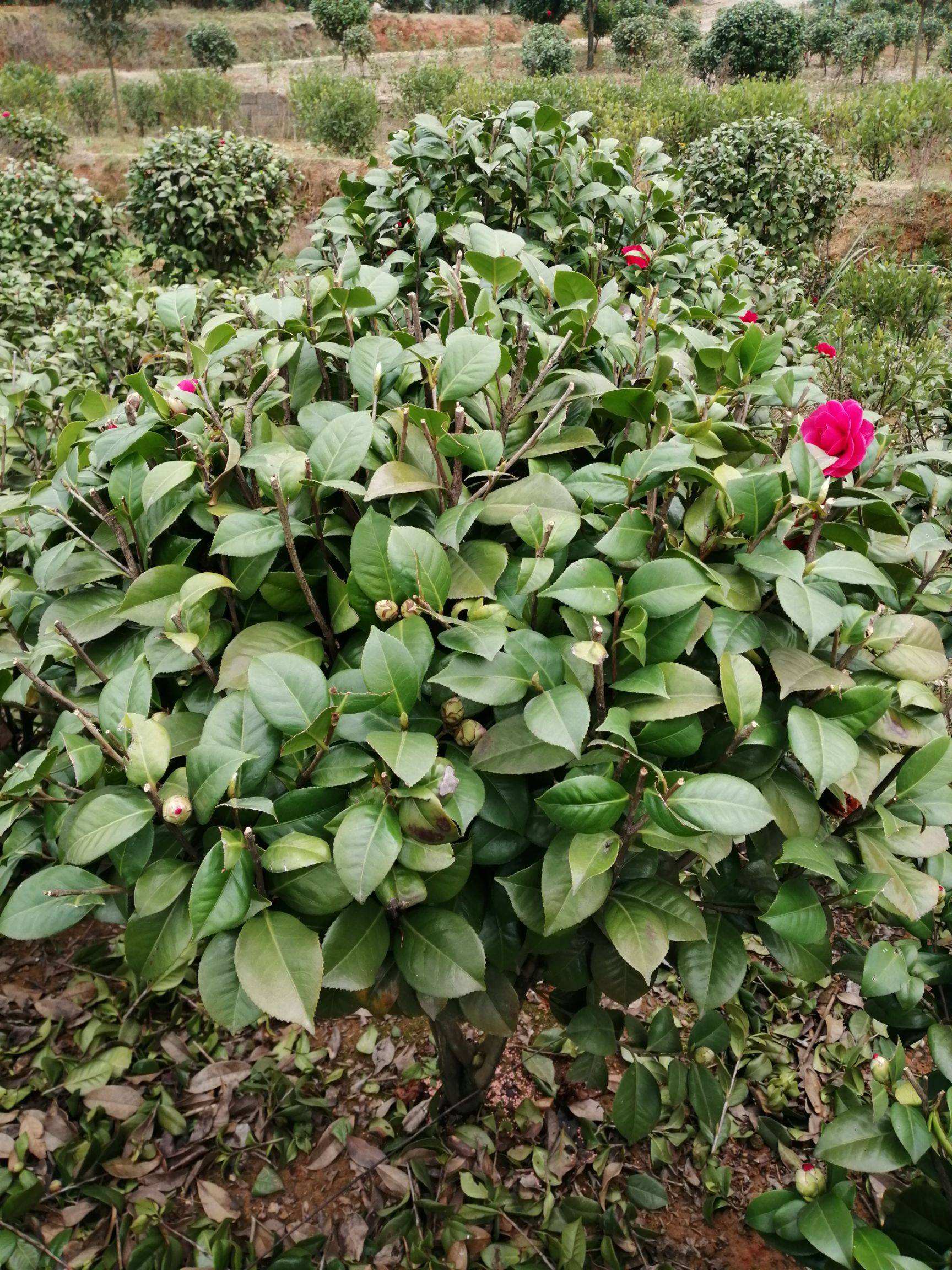 基地种植茶花苗 广西精品茶花球价格 基地直供 园林绿化苗木