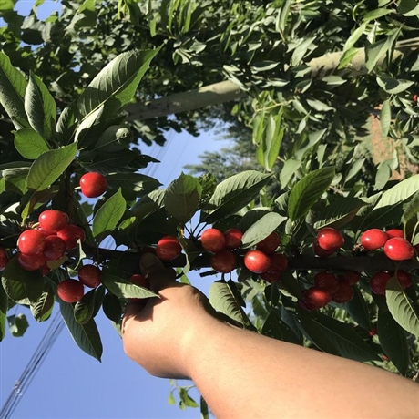 矮化拉宾斯樱桃树种植美早樱桃树基地早熟品种