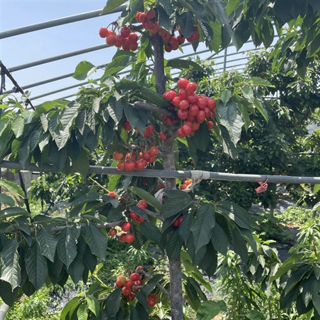 草莓苗品种种植雷洁娜樱桃树苗马什哈德樱桃树苗易成活