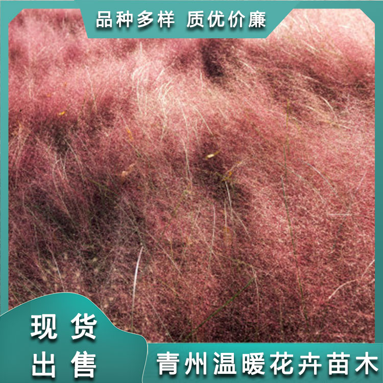 粉黛乱子草价格地被绿植粉黛乱子草种植基地欢迎来电