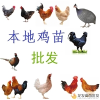 铜仁灵山土鸡 支持视频选苗 龙发家禽批发养殖基地 运输包活
