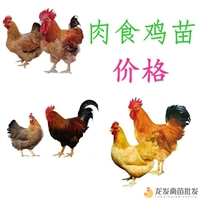 安顺桂香鸡 支持视频选苗 龙发家禽批发养殖基地 品质好