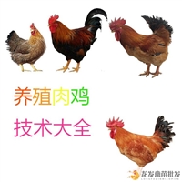 保山南海黄鸡 支持视频选苗 龙发家禽批发养殖基地 包运输