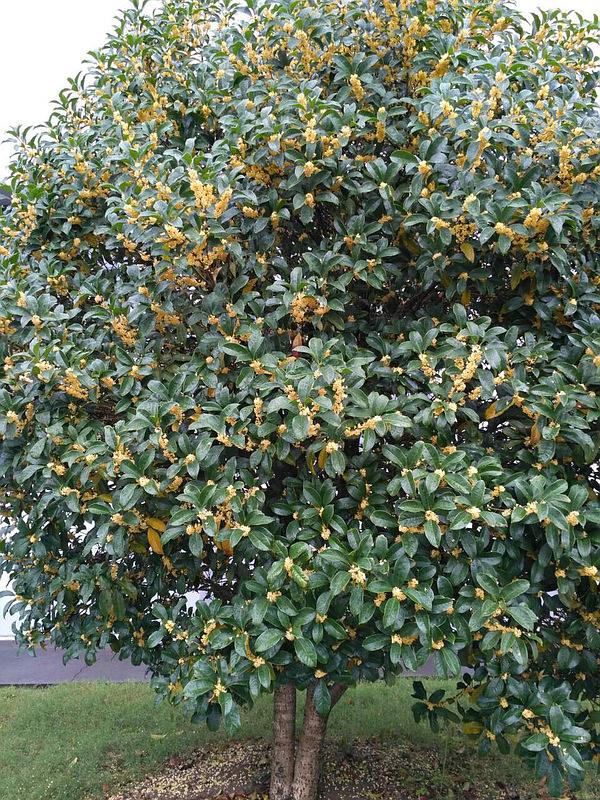 上海桂花树桂花树价格种植基地供应桂花树价格实惠