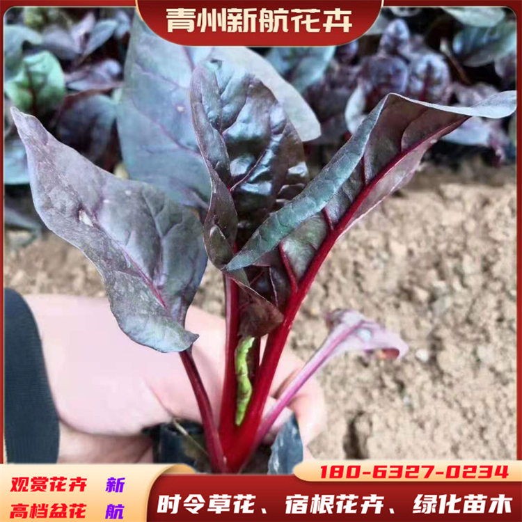 批发红叶菠菜 冷季型杯苗盆栽苗 绿化用红叶菠菜 青州新航花卉