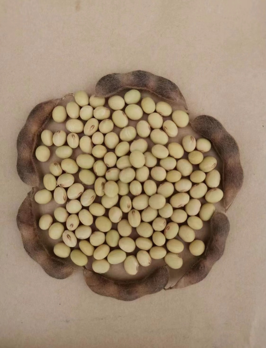 国审品种大豆种子郑1307中小颗粒大豆高产黄豆种子