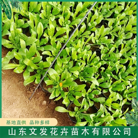 基地直供金盏菊大量出售金盏菊小苗文发花卉