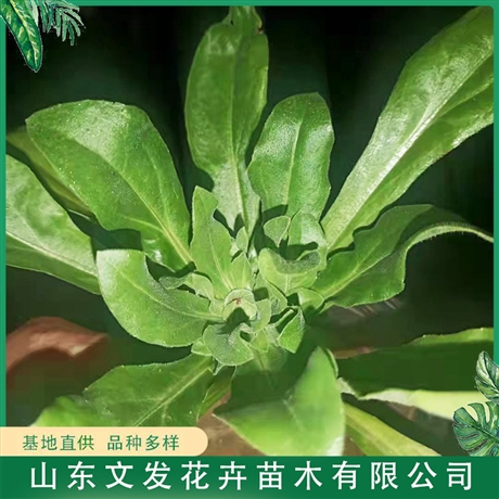 基地直供金盏菊大量出售金盏菊小苗文发花卉