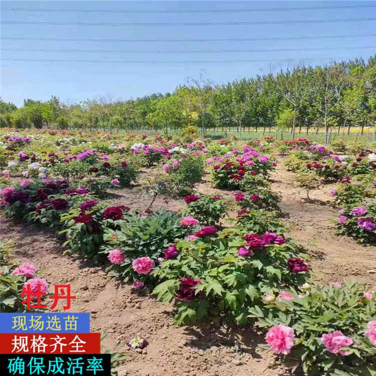 菏泽牡丹种植基地