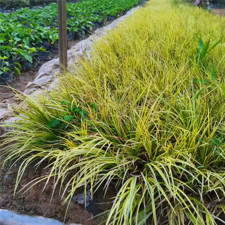 福建金菖蒲种植基地金菖蒲价格多年生水生植物金菖蒲双艺园艺
