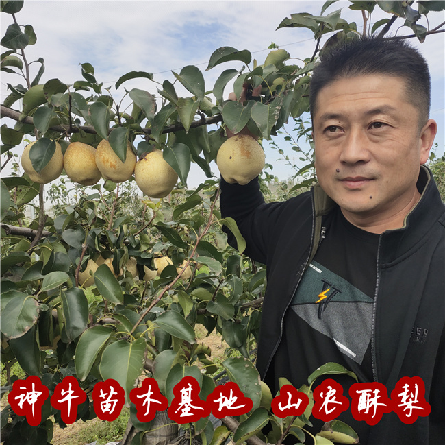 山东果树研究所山农酥梨树苗产量怎么样15公分山农酥梨树苗结果状