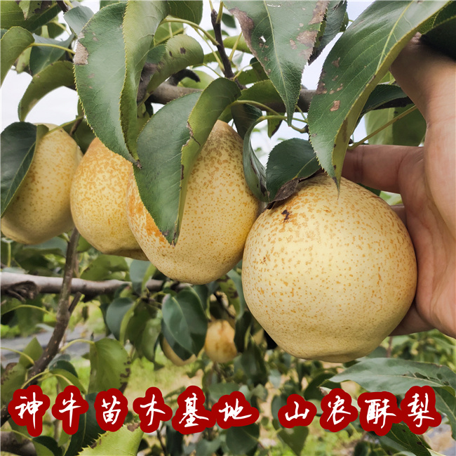当年结果山农酥梨树苗特性1年山农酥梨树苗什么时候种植