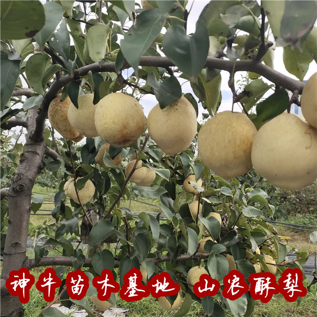 新品种山农酥梨树苗产量2公分山农酥梨树苗价格