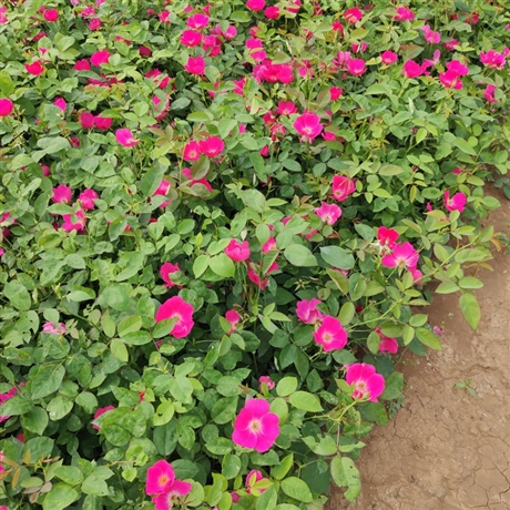 月季花小苗月季花袋苗四季花园林景观绿化工程供应商