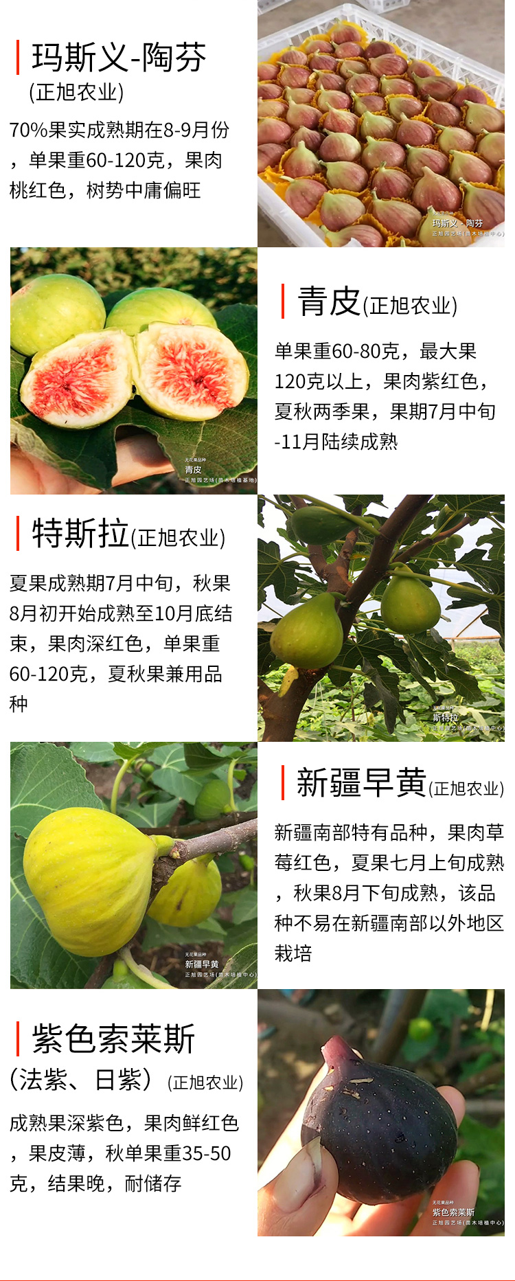 芭劳奈无花果苗怎样卖 3年无花果苗价格产区价格怎样