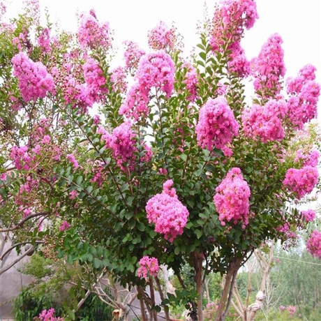 紫薇树苗批发紫薇树苗出售紫薇花价格弶兴园林紫薇基地