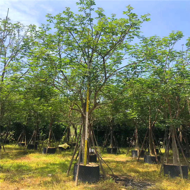 风铃木批发黄花风铃木树小区绿化树黄花风铃木种植基地