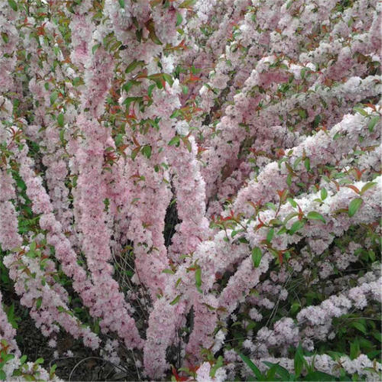 开原苗木地红花麦李种植白花麦李工程苗催花切花材料