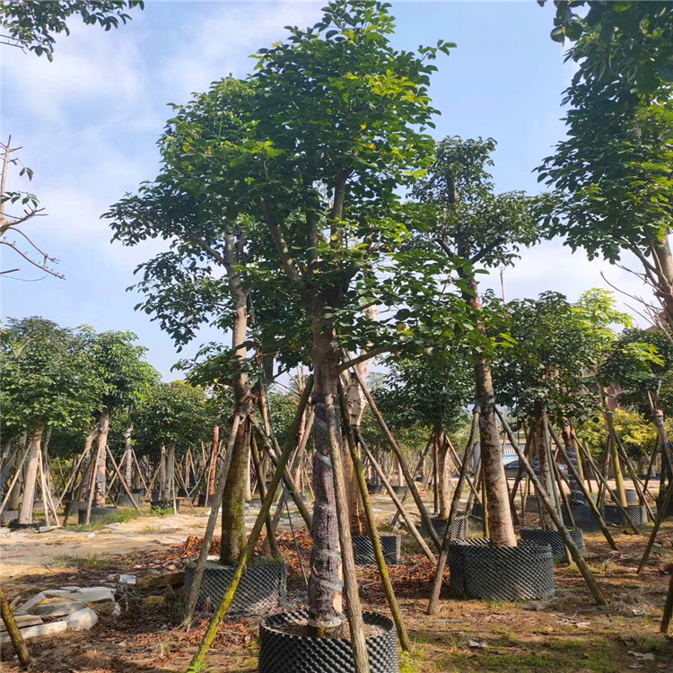 贵州苗木基地批发丛生秋枫价格四季常青庭院园林绿化工程风景树