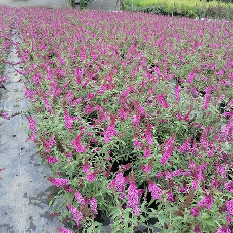 批发醉鱼草袋苗多年生醉鱼草杯苗基地供应湿地绿化苗木