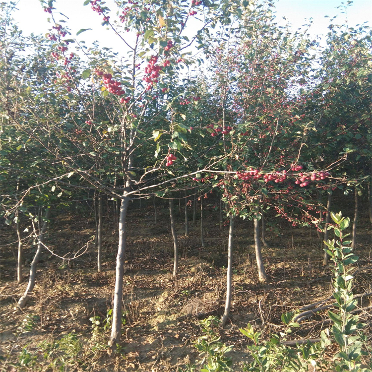 哈尔滨_山丁子苗基地_红叶山丁子嫁接苗_高速绿化苗