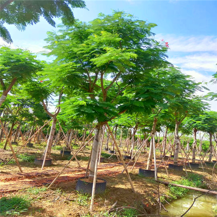 凤凰木常年供应 海南全冠凤凰木地苗价格 产地直供 绿化工程用树