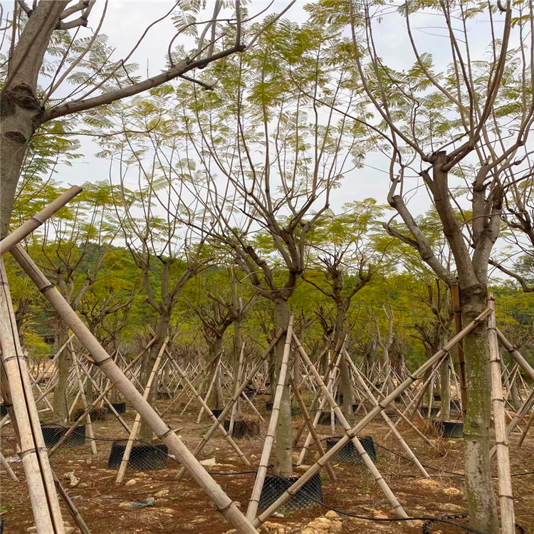 广西可批量供应蓝花楹蓝花楹树苗价格基地直供规格齐全