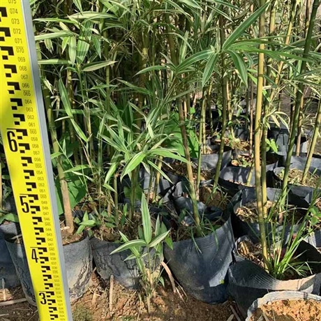 花叶唐竹批发花叶唐竹袋苗竹根庭院绿化观赏园林工程供应商