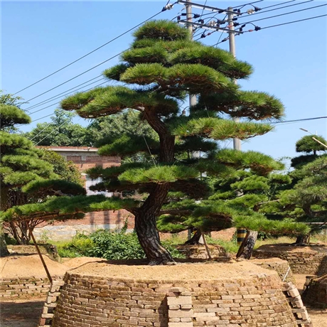 造型日本黑松树精品日本黑松盆景造型日本黑松桩景价格高度3米福建