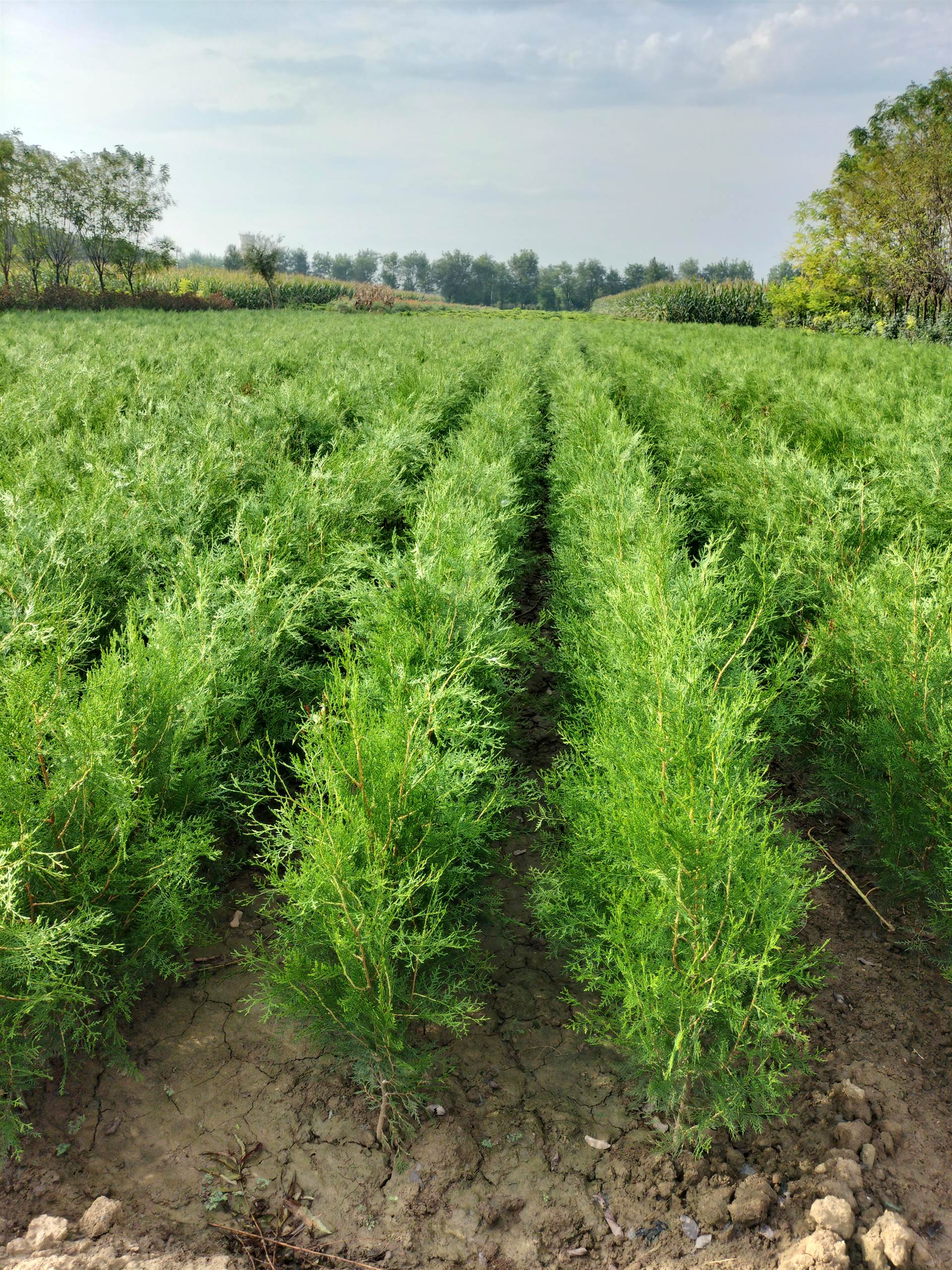 侧柏苗木基地陕西侧柏种植生产厂家