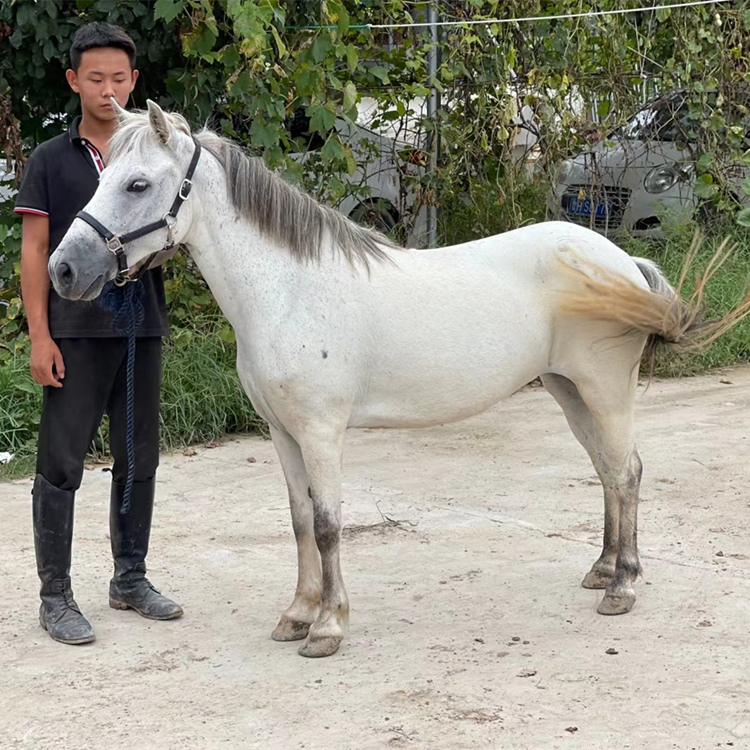 保山中国矮马一般多少钱一只