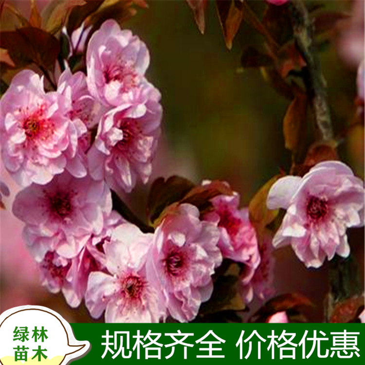 联系方式张纯宝50119942815965685988山东菏泽市郓城县山东省菏泽市