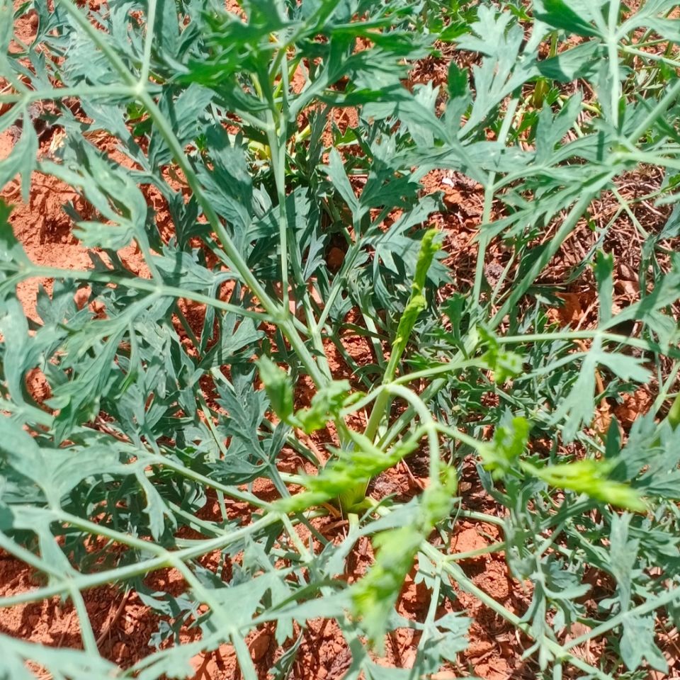 防风种苗种植技术种植时间