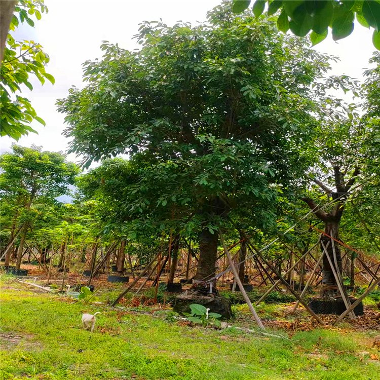 大叶榕移植苗 大叶榕树移栽苗 多种规格大量供应