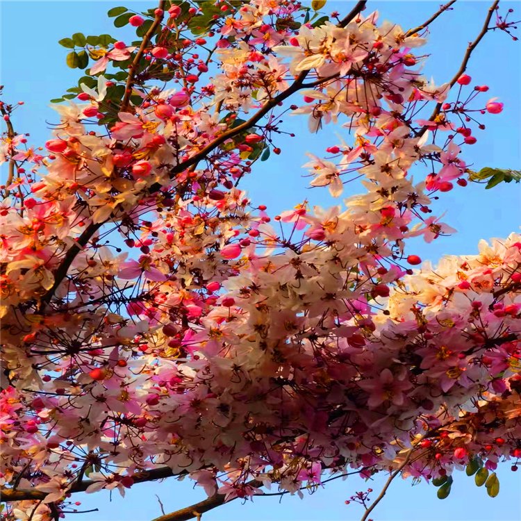 花旗木移植苗 桃红阵雨树 泰国樱花 绒果决明 多规格供应