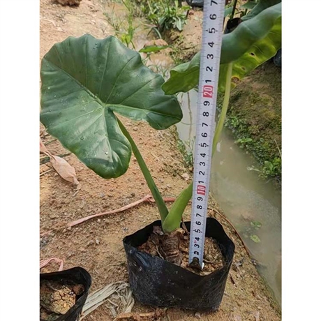 绿化海芋小苗海芋袋苗滴水观音地被苗绿地景观苗木