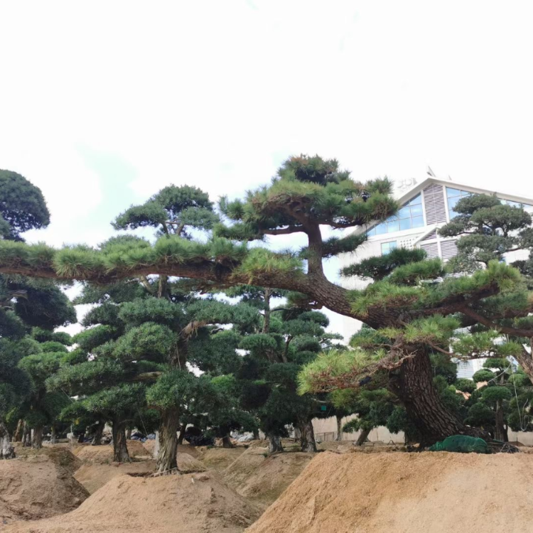 造型日本黑松 别墅造型松庭院松 各种规格供应