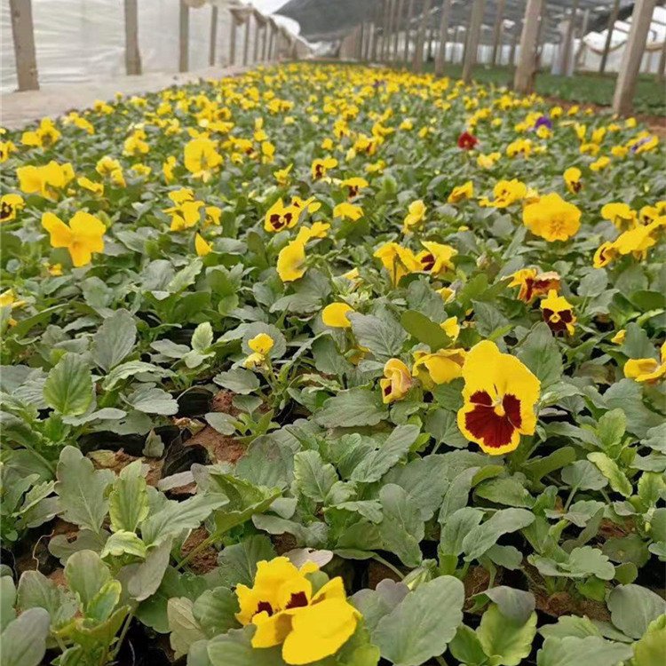 三色堇菜 别名猫儿脸 蝴蝶花 人面花 猫脸花 阳蝶花 鬼脸花