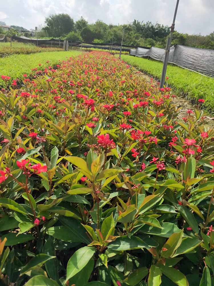 珊瑚在中国南方作为观赏植物广泛种植,其观赏特性好,可观形,观叶,观花