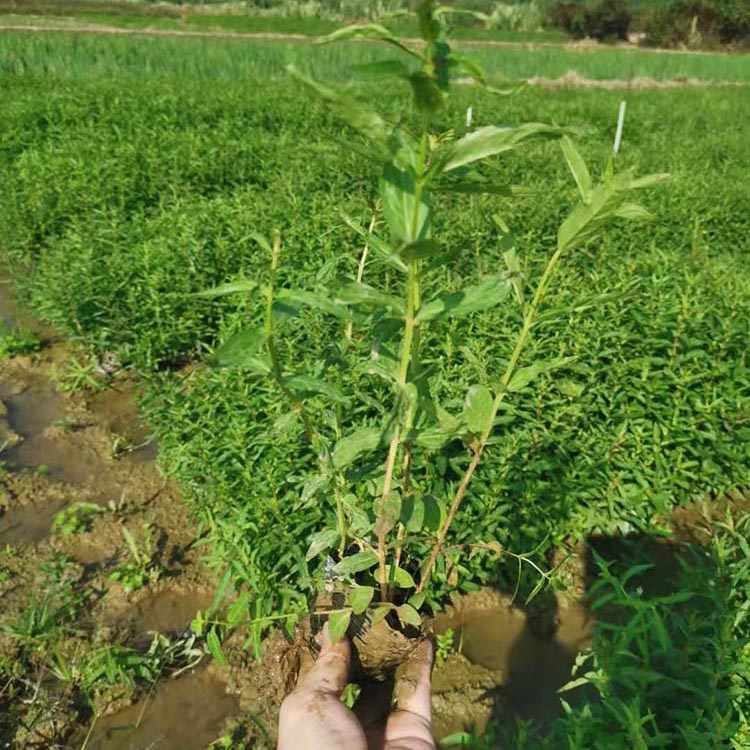 水枝柳袋苗 水柳 对叶莲杯苗 量大从优 多年生植物