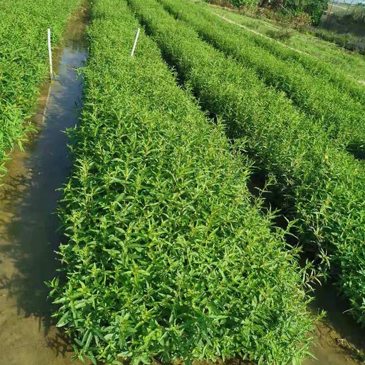 水枝柳袋苗 水柳 对叶莲杯苗 量大从优 多年生植物