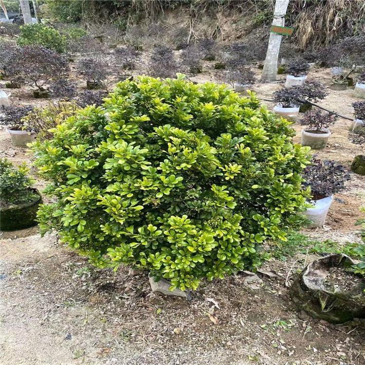 造型米兰球容器苗 米仔兰球盆栽大袋苗 多种规格 常绿灌木