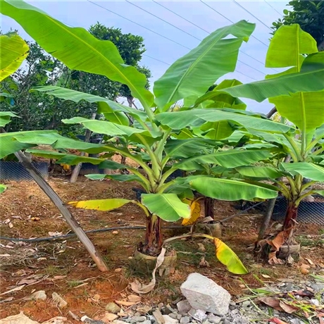 芭蕉树美植袋苗芭蕉树大杯苗园林绿化果树量大从优