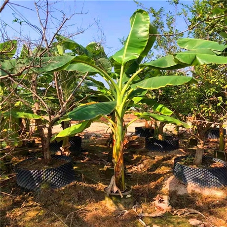 芭蕉树美植袋苗芭蕉树大杯苗园林绿化果树量大从优