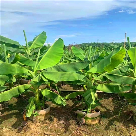 芭蕉树美植袋苗芭蕉树大杯苗园林绿化果树量大从优