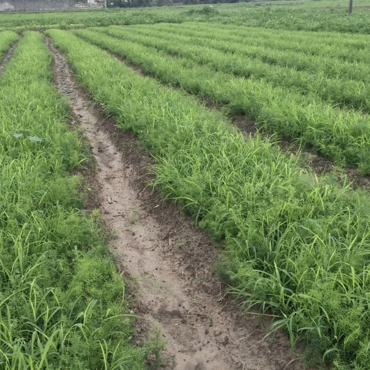 天冬是百合科植物天门冬的块根.