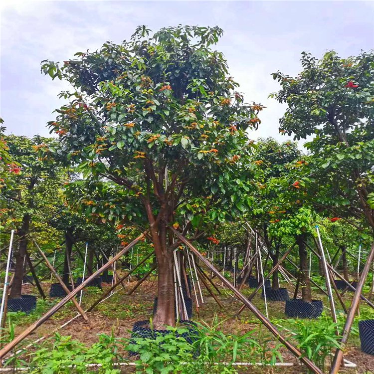 假萍婆假植苗 全冠假萍婆移植苗 鸡冠木工程苗 庭院风景树