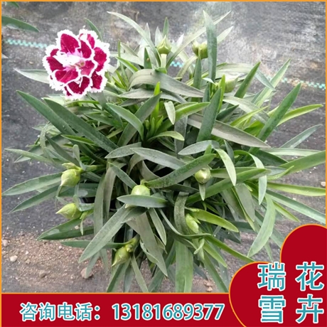 供应康乃馨母亲节鲜花康乃馨小苗康乃馨双色盆瑞雪花卉