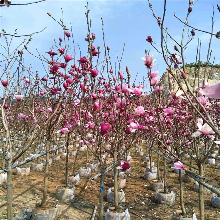 辛夷树移植苗 绿化木兰骨架苗 木笔树大杯苗 庭园街道绿化植物